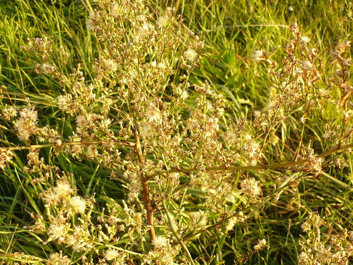 Symphyotrichum squamatum (Asteraceae)
